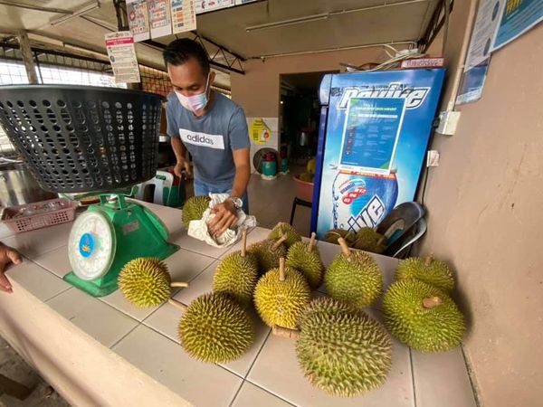  Mencari Durian Di Sekitar Lembah Kukusan