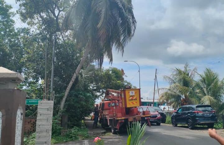  Aduan Masalah Pokok Kelapa Yang Membahayakan Di Kampung Muhibbah Raya.