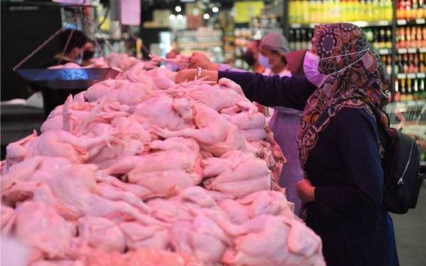  Peniaga Jual Ayam Untung 20 Sen