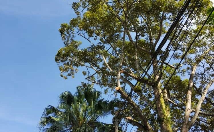  Aduan Dahan Pokok Durian Berbahaya Kepada Pengguna Jalan